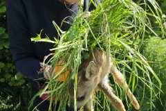 sicher im Dickicht vor Beutegreifern