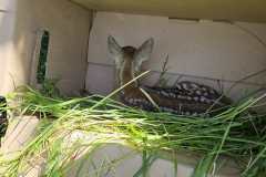 Ach des ältere Kitz konnten wir anschließend wieder in die Freiheit entlassen