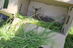 Die Geiß wartete schon in sicherer Entfernung