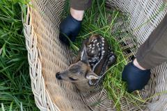 Das erste Kitz an diesem Tag