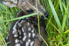 Das zweite Kitz gleich ganz in der Nähe