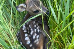 So klein wie ein Schuhkarton
