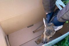 Das Kitz hier hatte schon einen beginnenden Fluchtreflex