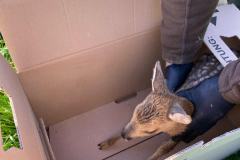 Die Helfer hatten Mühe es einzufangen