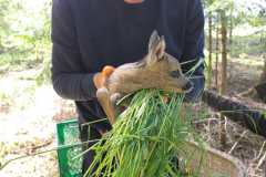 natürlich gut geschützt im Wald